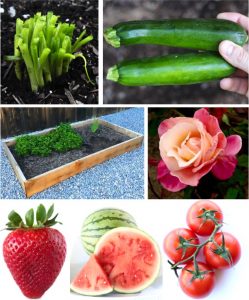 94 DIY Gardening Hacks For Your Best Garden Ever! - DIY Thrill