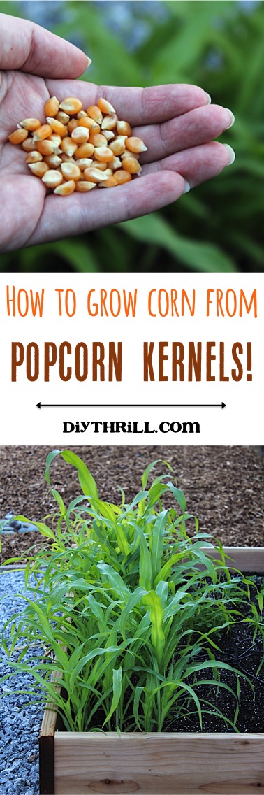 How to Grow Corn from Popcorn Kernels - Tip from DIYThrill.com