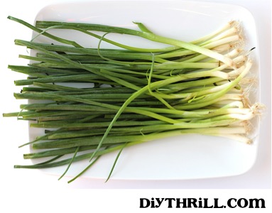 Growing Leftover Green Onions