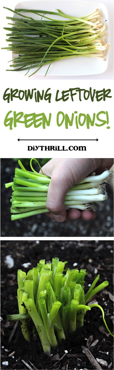 Growing Leftover Green Onions