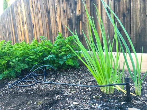 Raised Garden Beds