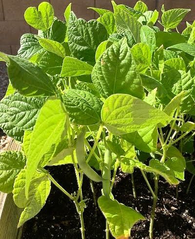 How to Start Seeds in Eggshells