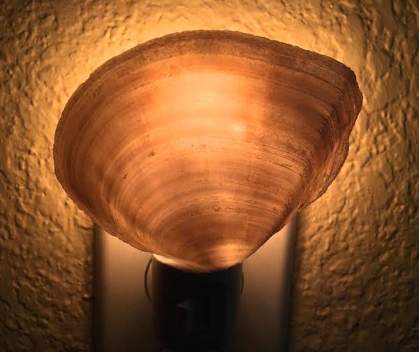 DIY Seashell Night Light Lit 1