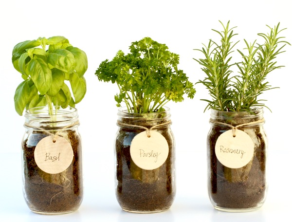 Indoor Gardening Hacks