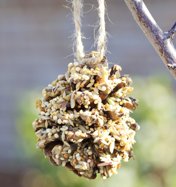 Wild Bird Treats