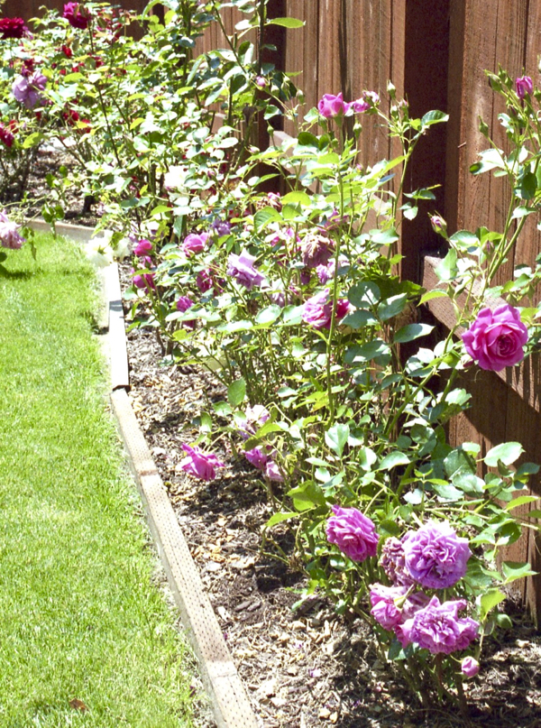 DIY Rose Garden Hacks