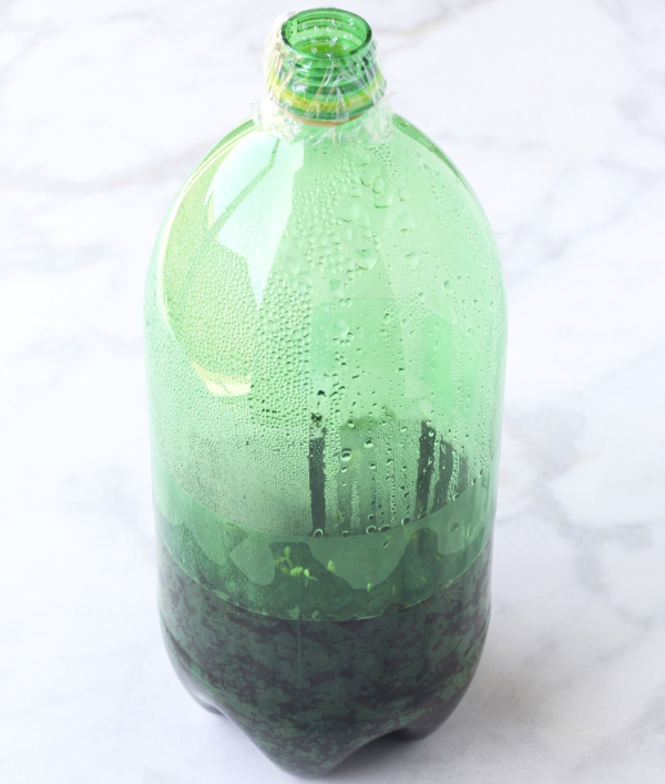 Soda Bottle Greenhouse
