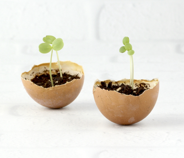 How to Start Seeds Eggshells - DIY Thrill
