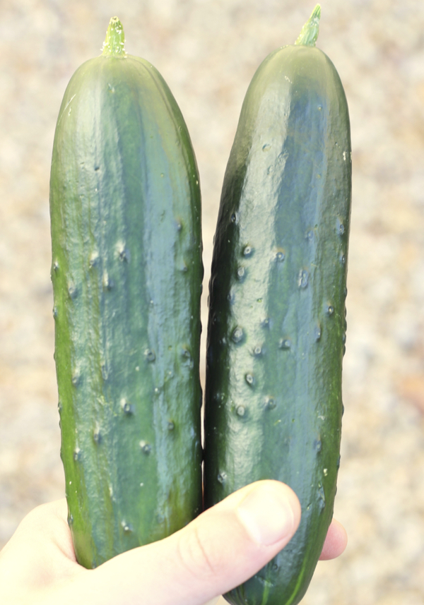 How to Grow Cucumbers From Seeds